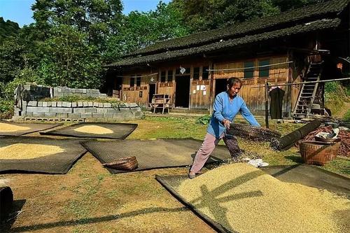 仙人湾农民收稻子
