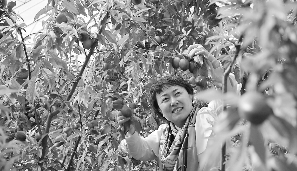 油桃熟了挂满枝头