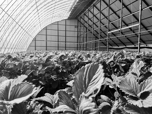 寒地草莓：增开高寒地区农民致富途径