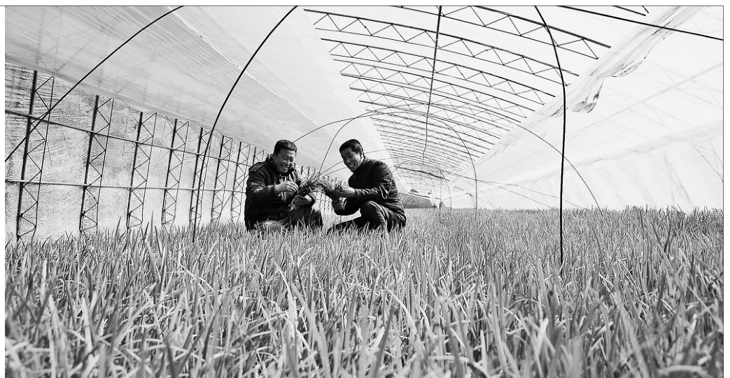  韭菜合作社助贫困户脱贫