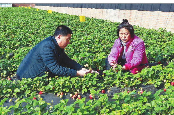 佳南实验农场发展水果生产