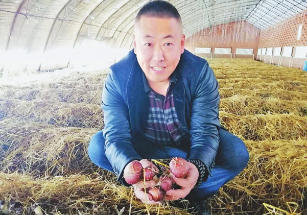 兰西县农民种植赤松茸实现致富增收