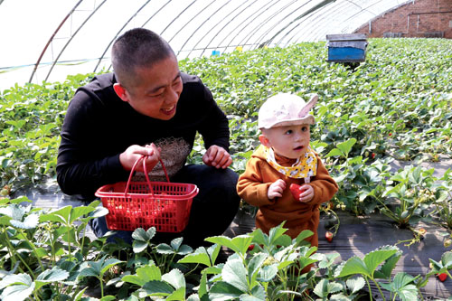 草莓采摘成时尚