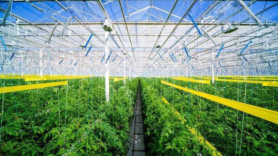 北大荒股份八五二分公司 设施农业让员工搭上致富快车