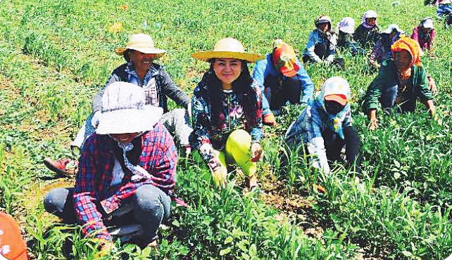 回家乡创业她闯出了一片新天地 记中国青年五四奖章获得者张芳