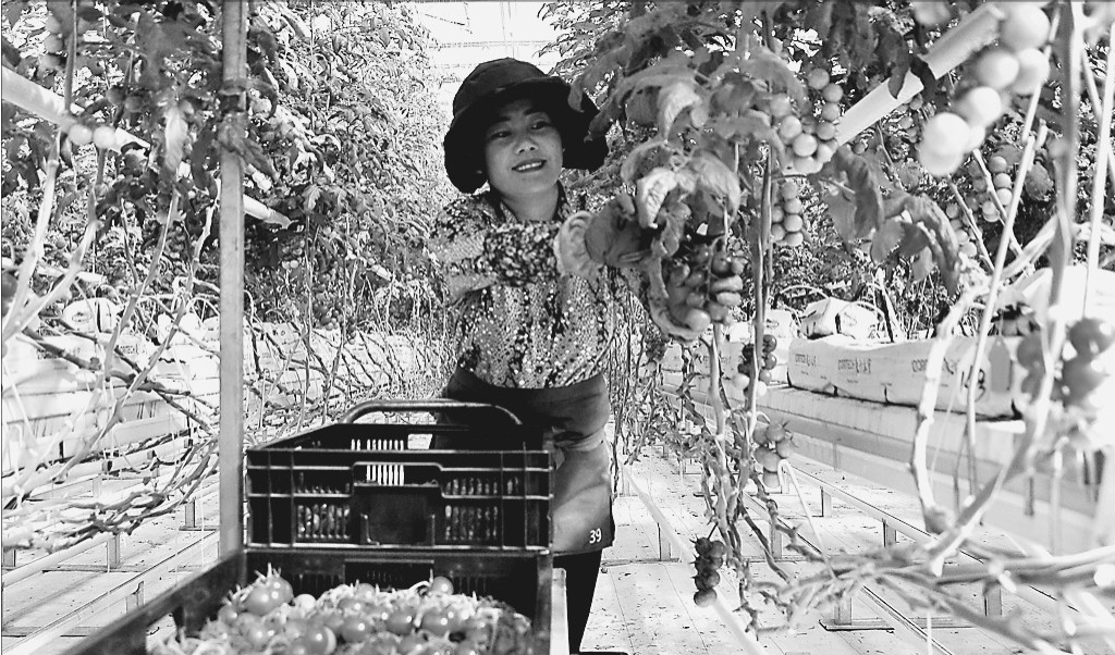 特色种植助农增收