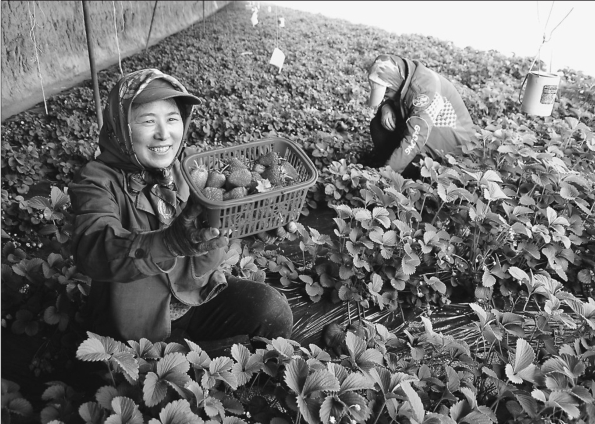 肇源县福兴乡复兴村果菜基地无公害种植 助农民增收致富