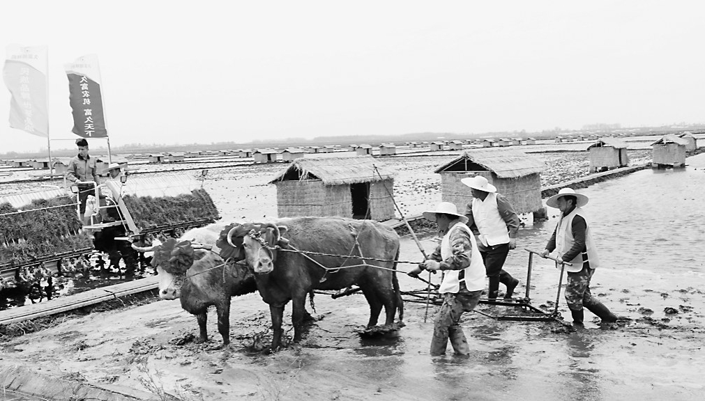 稻乡插秧节引来八方客