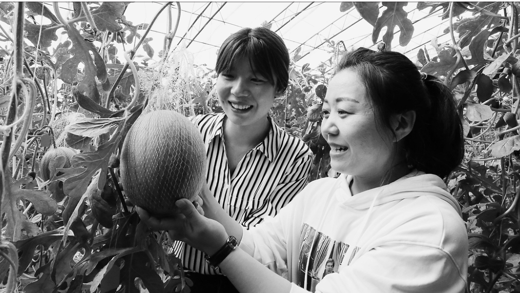 现代农业园瓜果飘香