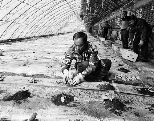 五大连池农场科技园区温室大棚助力职工增收