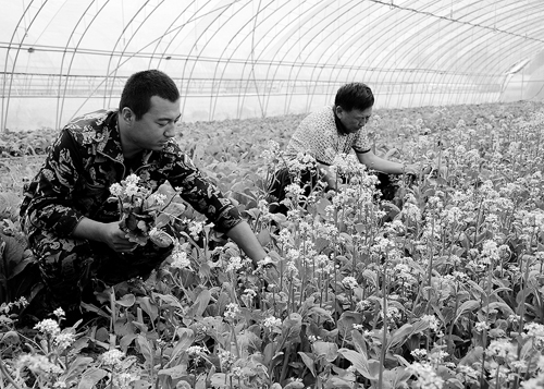 大棚二次巧利用有机蔬菜再“生金”