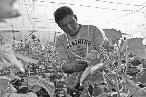 宝泉岭分公司水稻育秧大棚土地综合利用