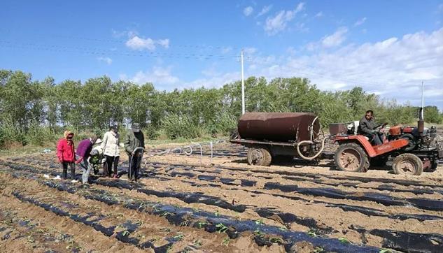 杜尔伯特县泰康镇发展特色种植促进农民增收