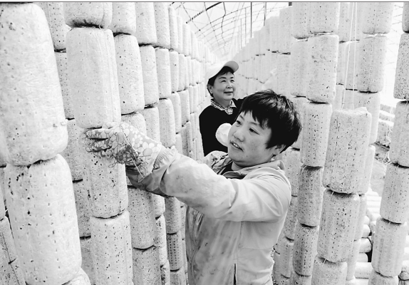 双峰农场引导自营经济户生产适销对路的农特产品