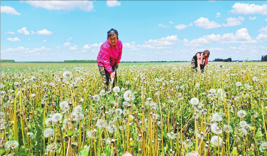 蒲公英种植铺就致富路