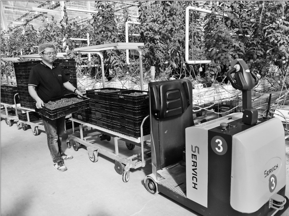 自动化无人车采摘有机果蔬