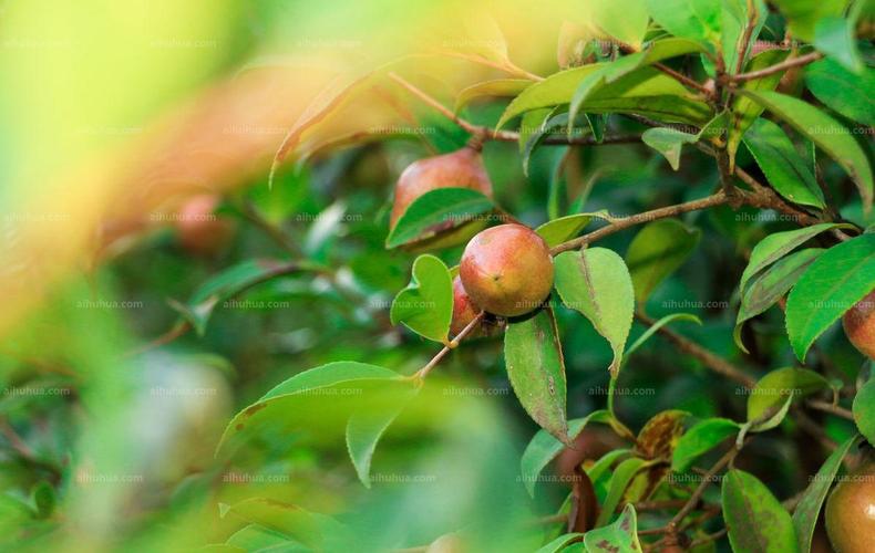 麻阳吕家坪镇野生油茶林成为农民“致富银行”