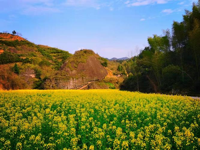 后塘瑶族乡 瑶乡千亩油菜花盛开 勾勒乡村田园美景