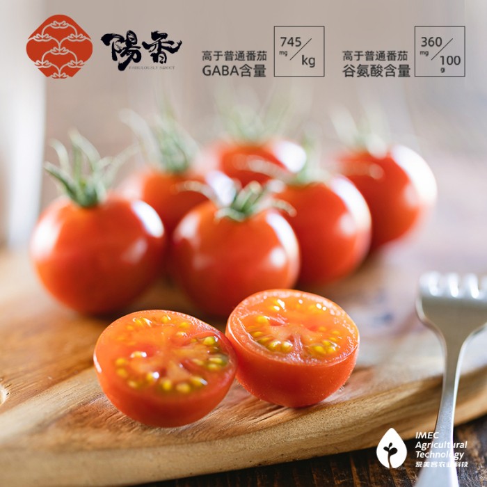 阳香番茄 sss级-樱系列