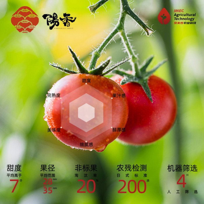 阳香番茄 sss级-樱系列