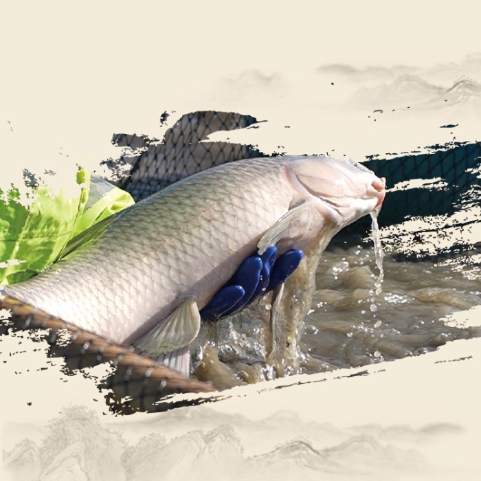 生态青鱼干 九成干