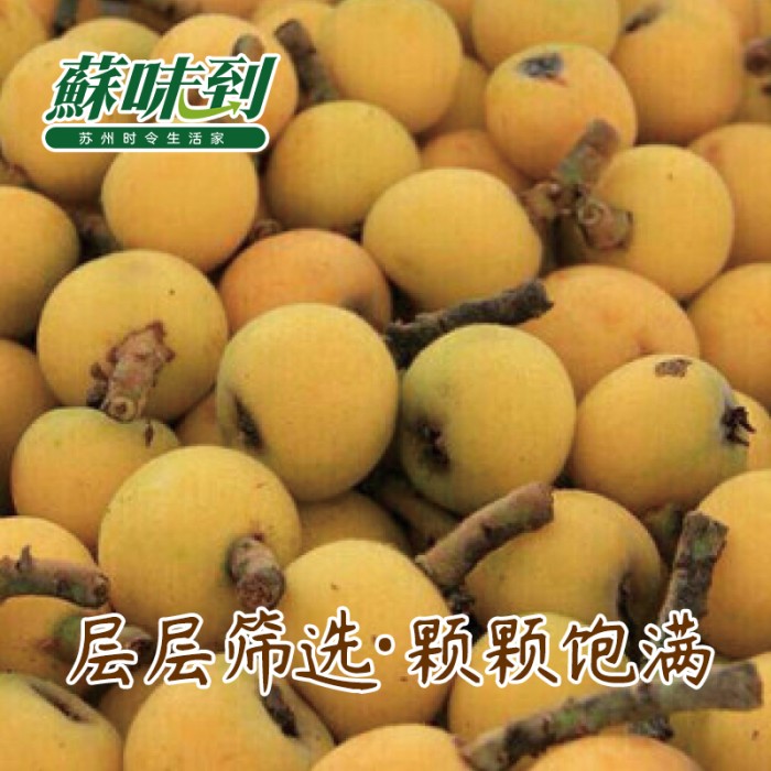 蘇味到 西山青种枇杷