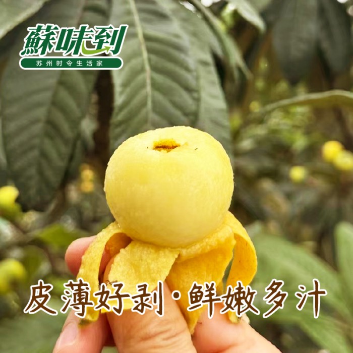 蘇味到 东山白玉枇杷