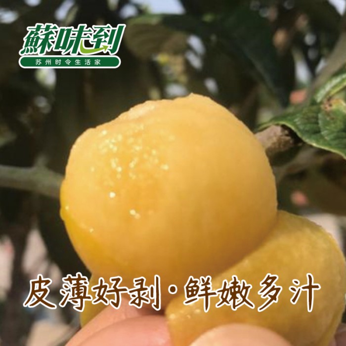 蘇味到 西山青种枇杷