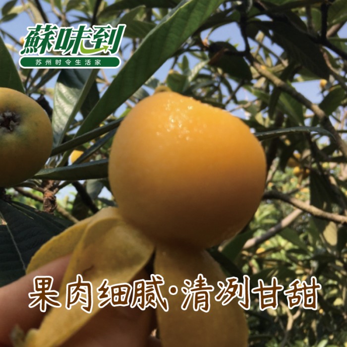 蘇味到 西山青种枇杷