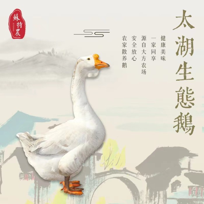 太湖生态鹅