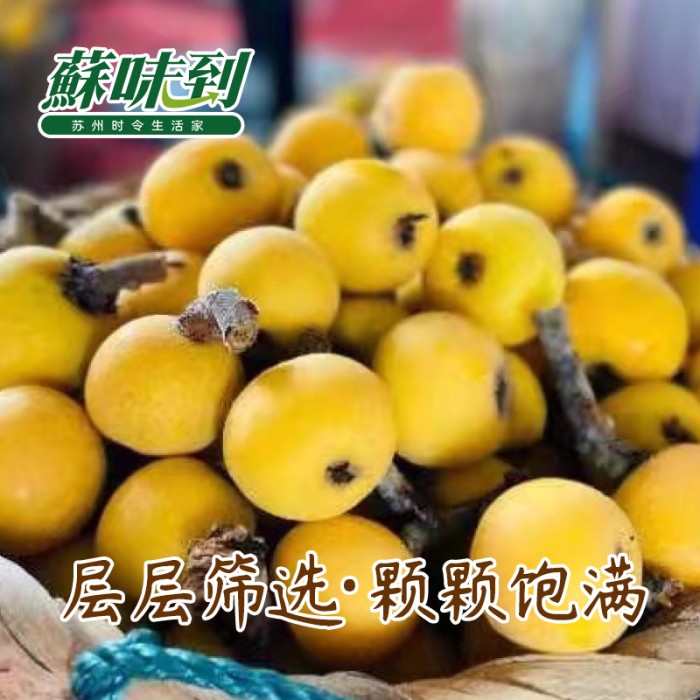 蘇味到 东山白玉枇杷