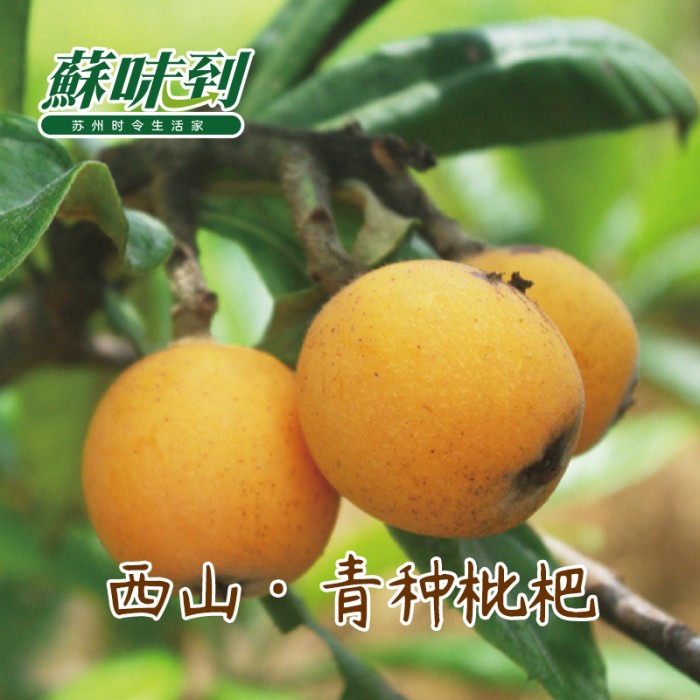 蘇味到 西山青种枇杷