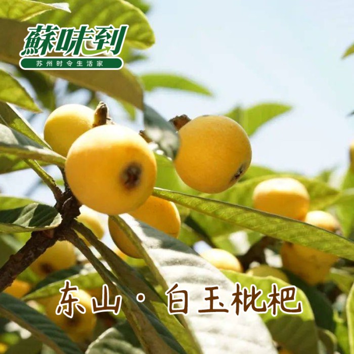 蘇味到 东山白玉枇杷