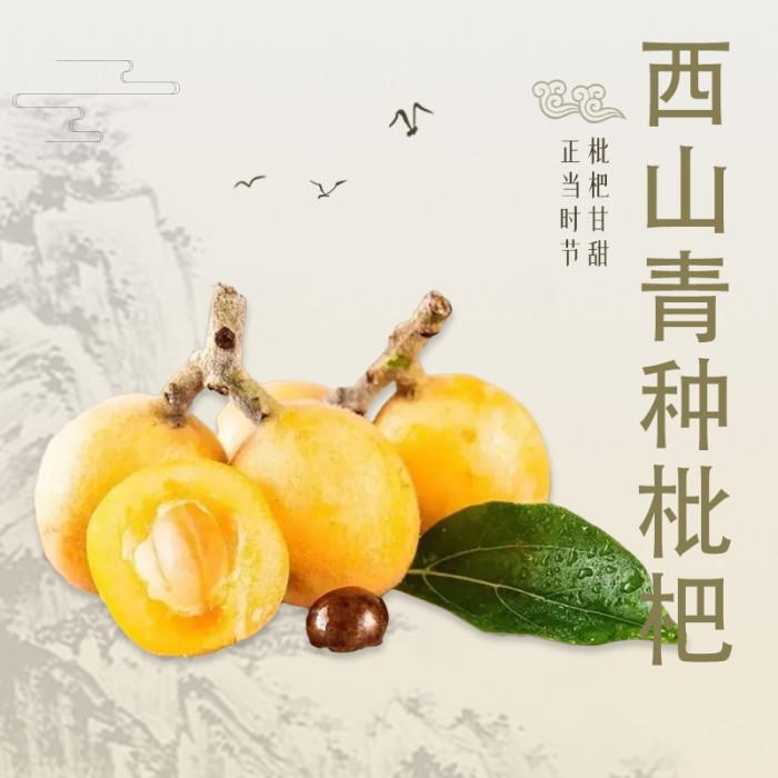 蘇味到 西山青种枇杷