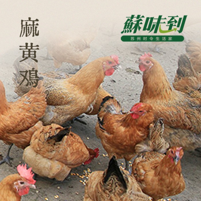 【蘇味到甄选】麻黄鸡