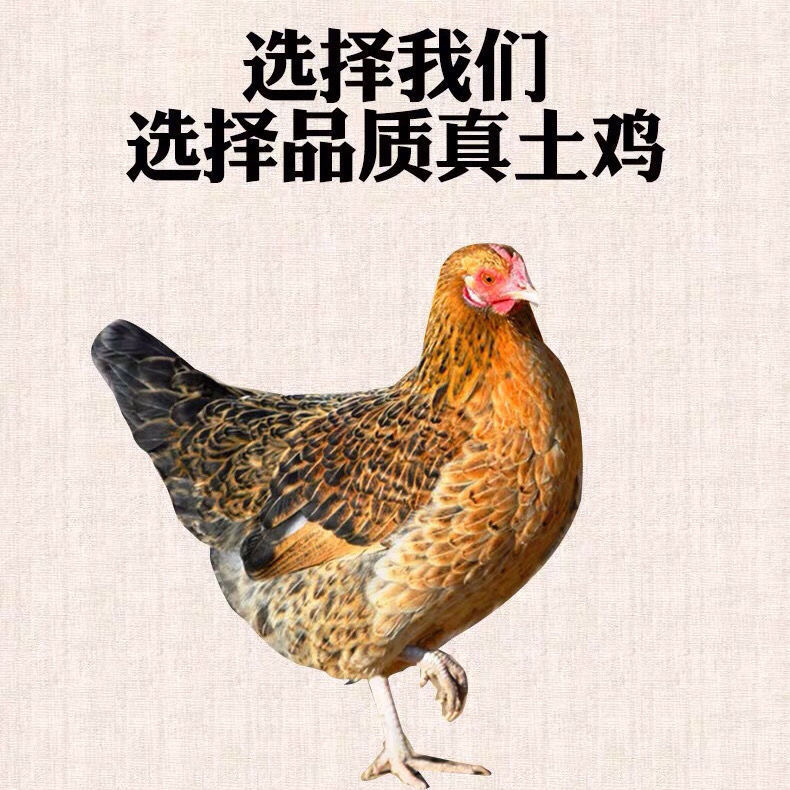 安徽正宗散养老母鸡去内脏净膛鸡