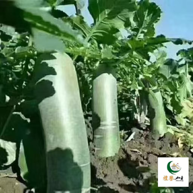 潍县萝卜