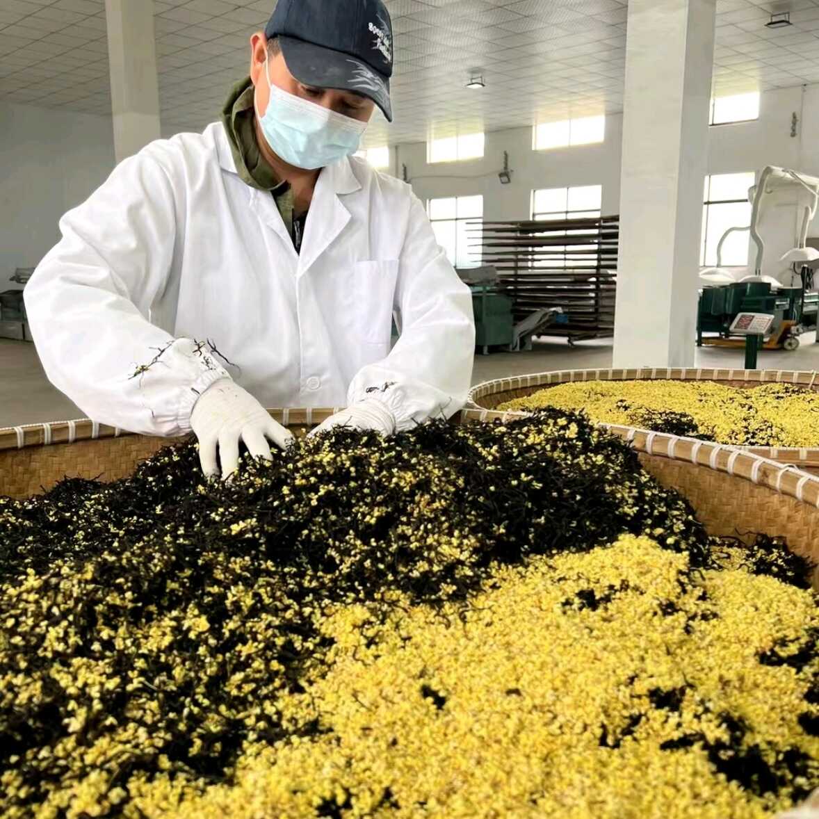 桂花红茶特级